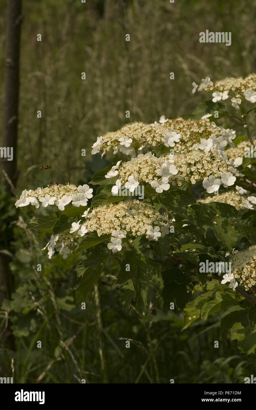 Viburno-rose fiori, Gelderse roos bloemen Foto Stock