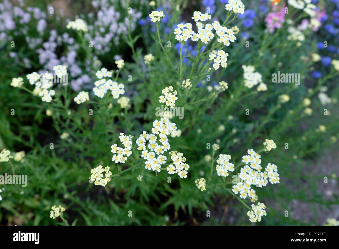 English macis erbe commestibili Achillea ageratum crescente con cornflowers e viola di lavanda in un paese giardino nel luglio del West Wales UK KATHY DEWITT Foto Stock