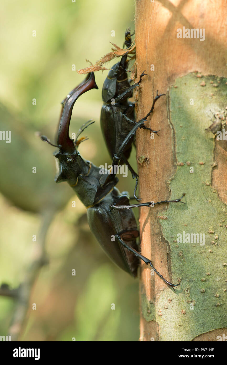Vliegend hert, Stag beetle Foto Stock