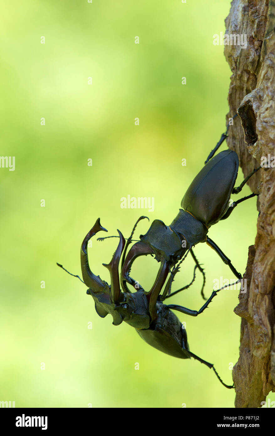 Vechtende Vliegend hert mannetjes, combattendo i maschi Stag beetle Foto Stock