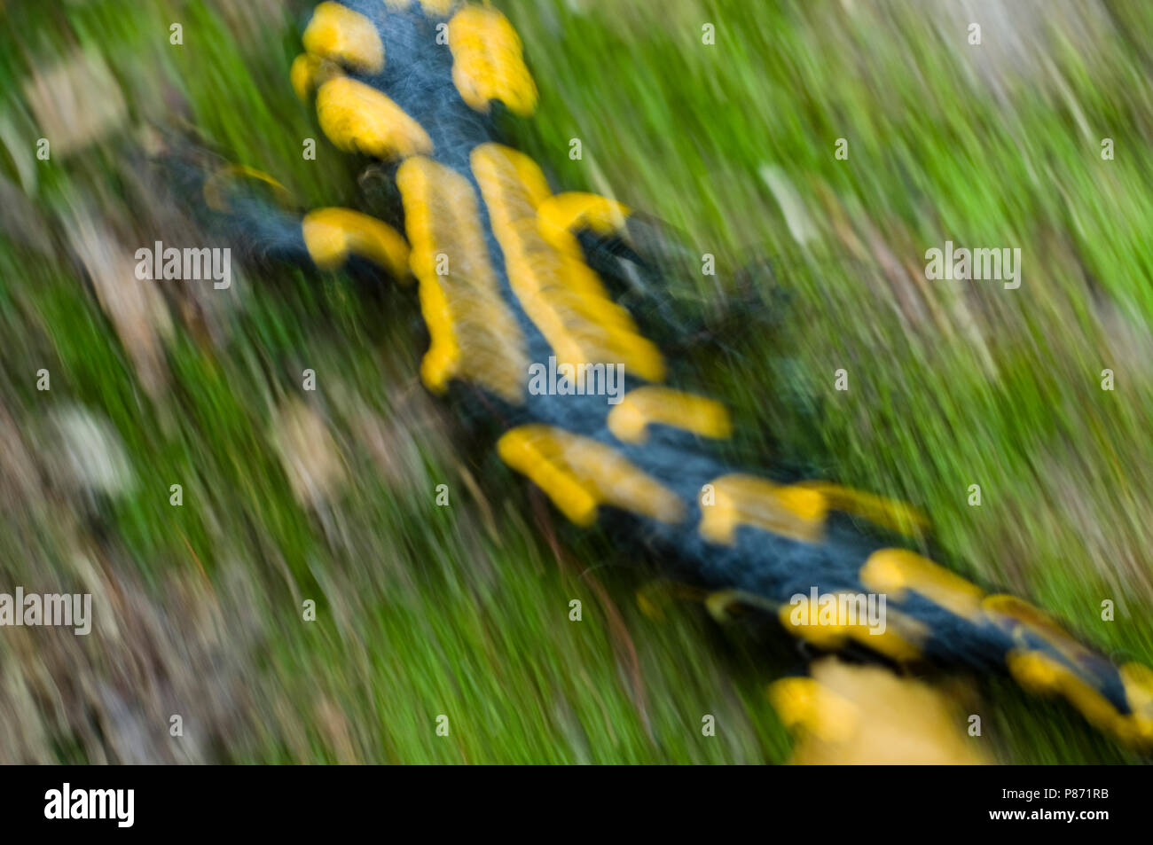 Vuursalamander, salamandra pezzata Foto Stock