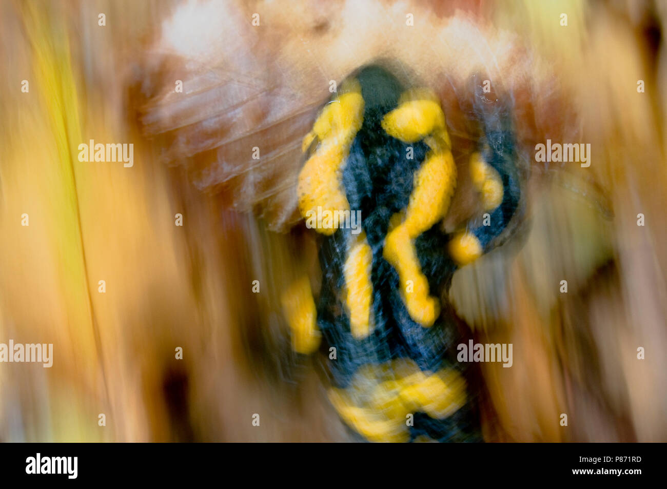 Vuursalamander, salamandra pezzata Foto Stock