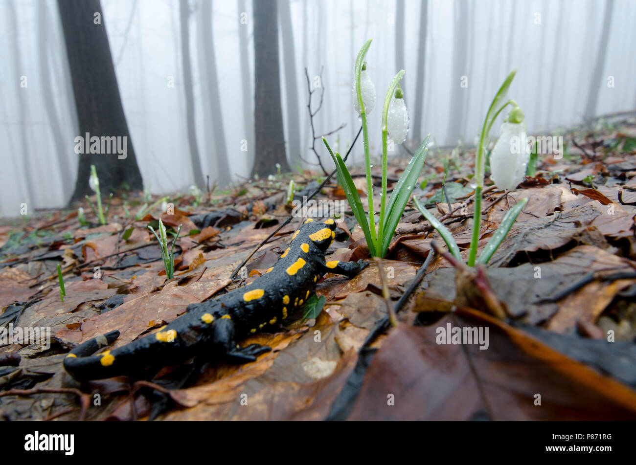 Vuursalamander, salamandra pezzata Foto Stock