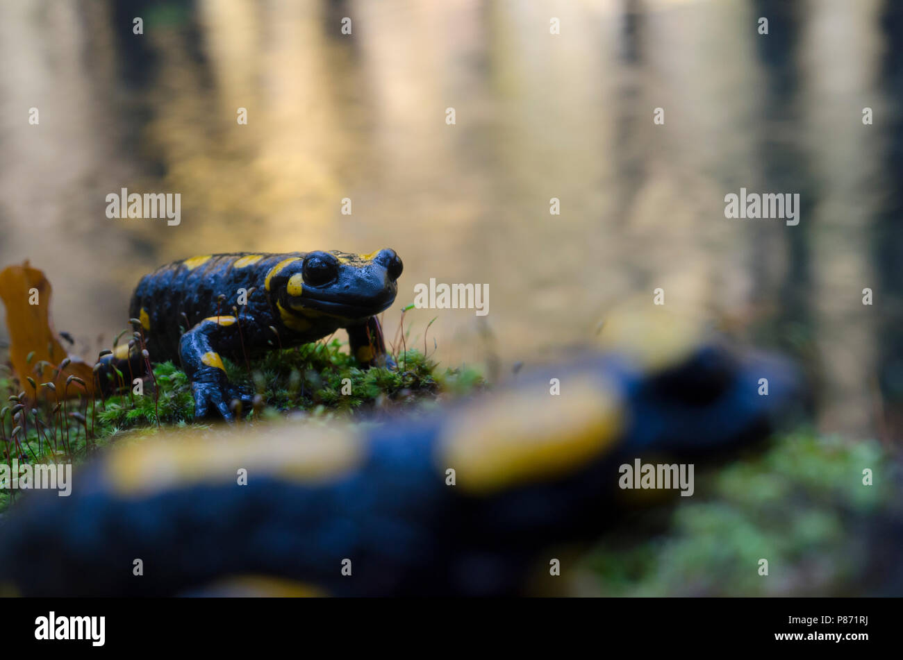 Vuursalamander, salamandra pezzata Foto Stock