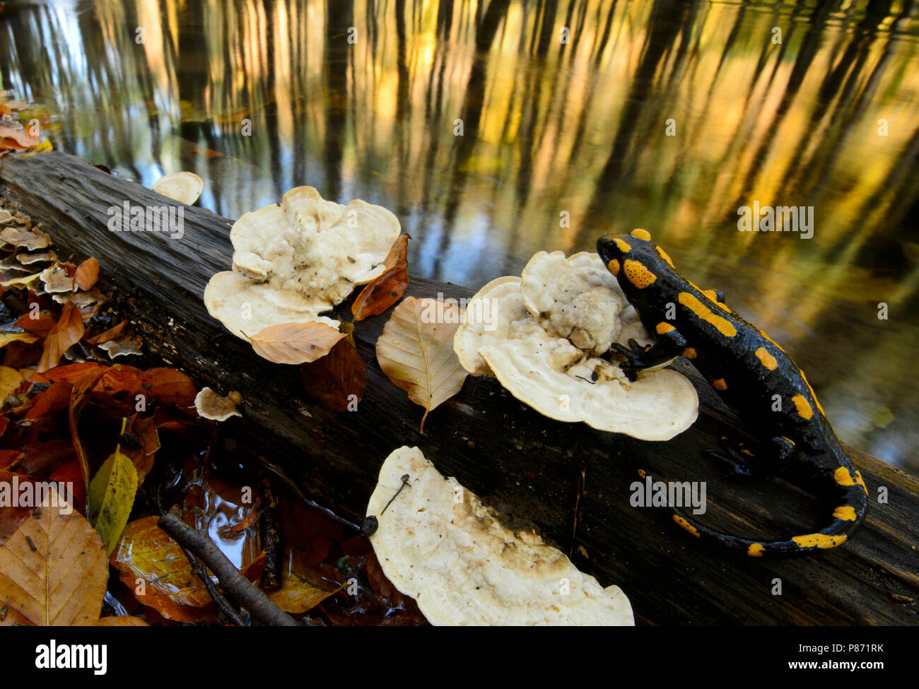 Vuursalamander, salamandra pezzata Foto Stock