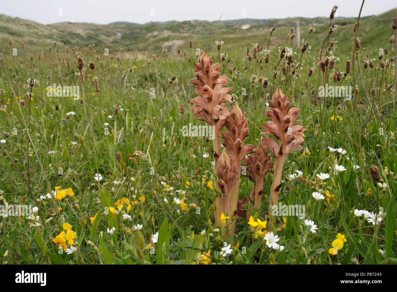 Walstrobremraap parasiteerd voornamelijk op Geel Walstro, chiodi di garofano e profumata di Succhiamele prataiolo è un parassita principalmente su Bedstraw giallo Foto Stock