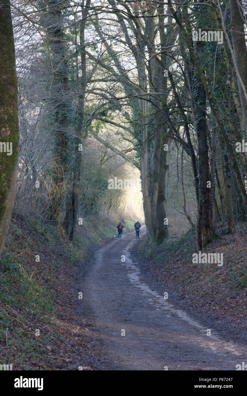 Wandelen in Limburg landschap; Escursionismo nel Limburgo, Paesi Bassi Foto Stock