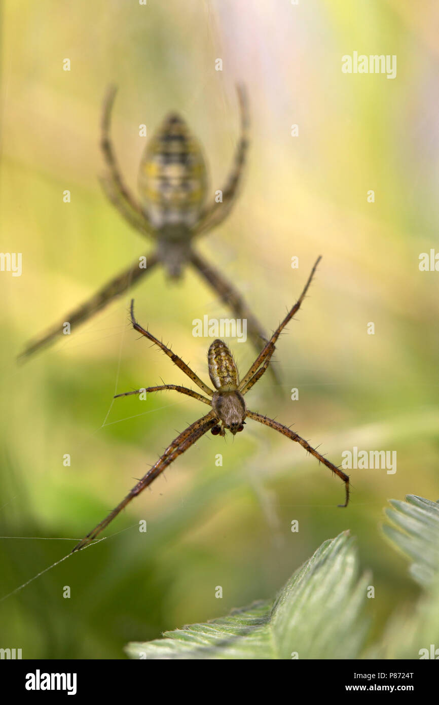 Mannetje en vrouwtje Wespenspin; maschio e femmina Wasp Spider Foto Stock