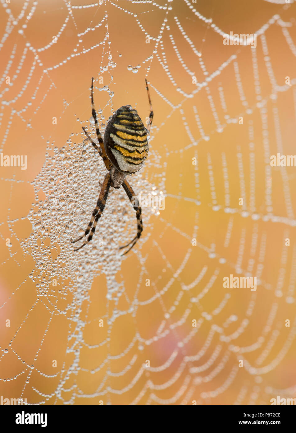 Wespenspin nel web; Wasp spider nel web Foto Stock