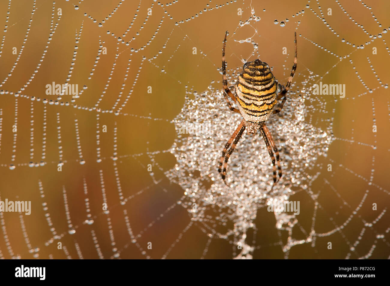 Wespenspin nel web; Wasp spider nel web Foto Stock