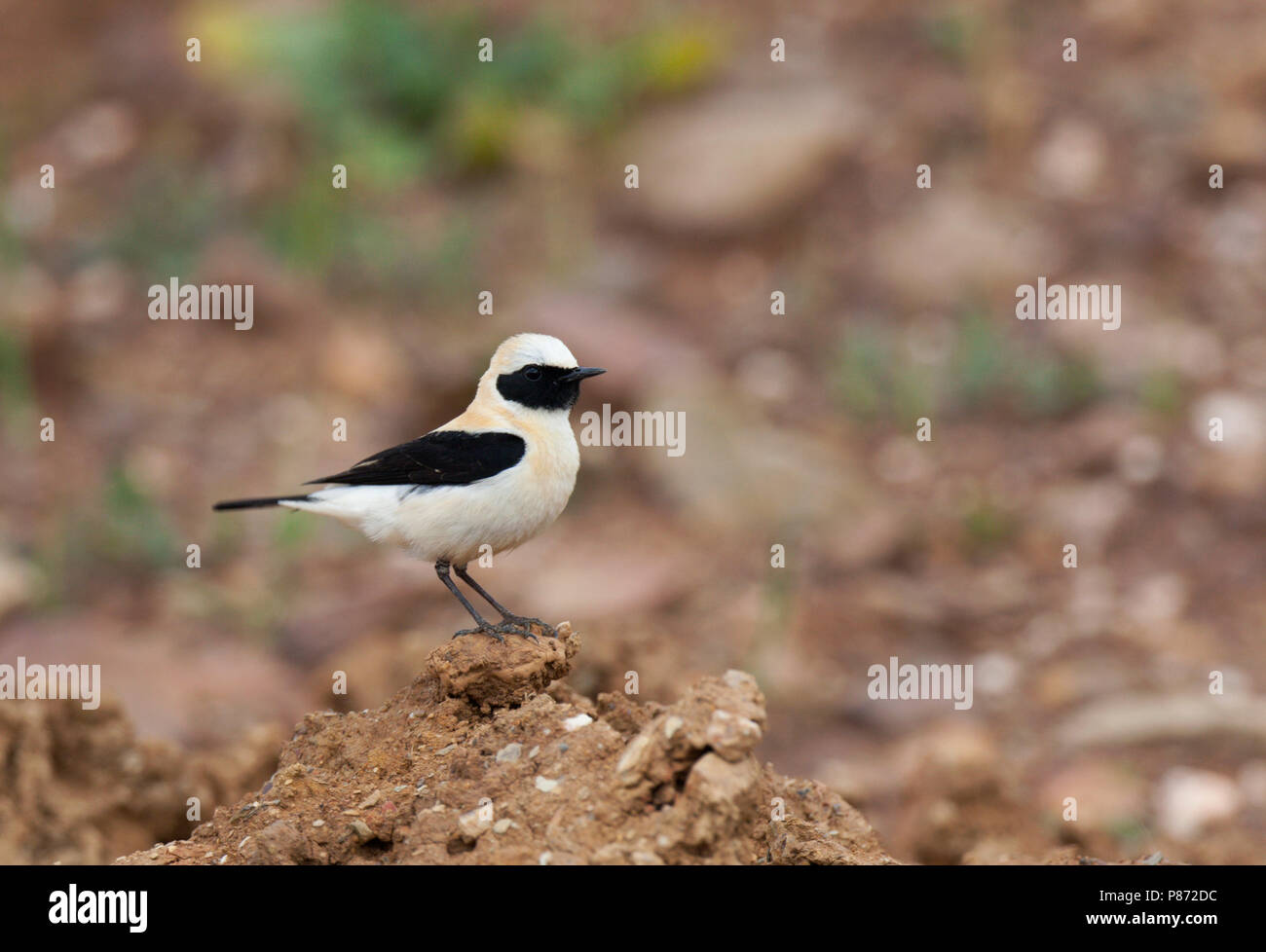 Mannetje Westelijke bionda Tapuit zittend op aardkluit, Western Black-eared culbianco seduto su earthclod. Foto Stock