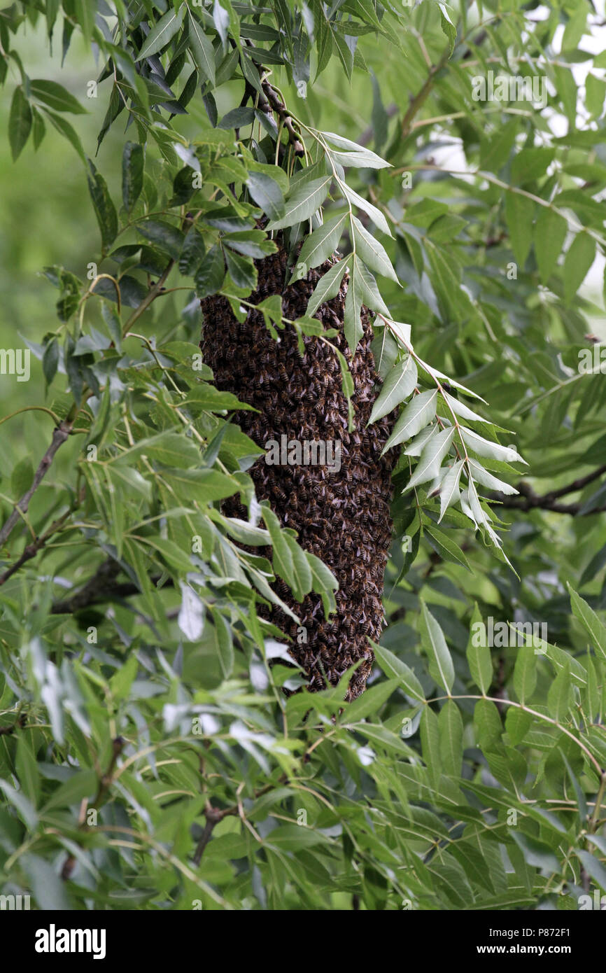 Nido van de Honingbij; Western Honey Bee nest Foto Stock