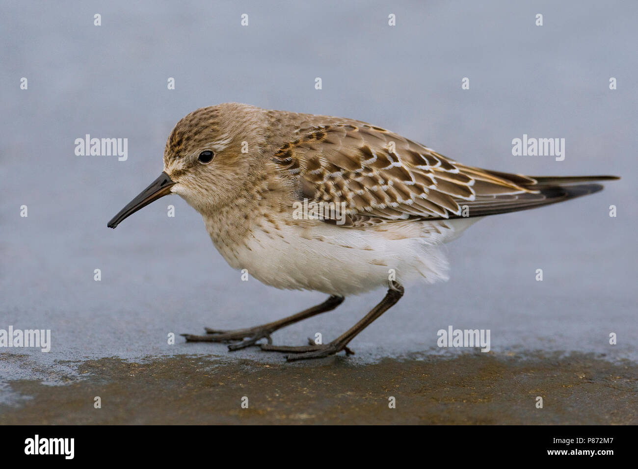 Piro-piro di Bonaparte; bianco-rumped Sandpiper; Calidris fuscico Foto Stock