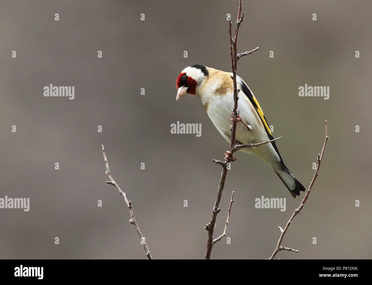 Immagine di uccelli da uccello europeo Foto Stock