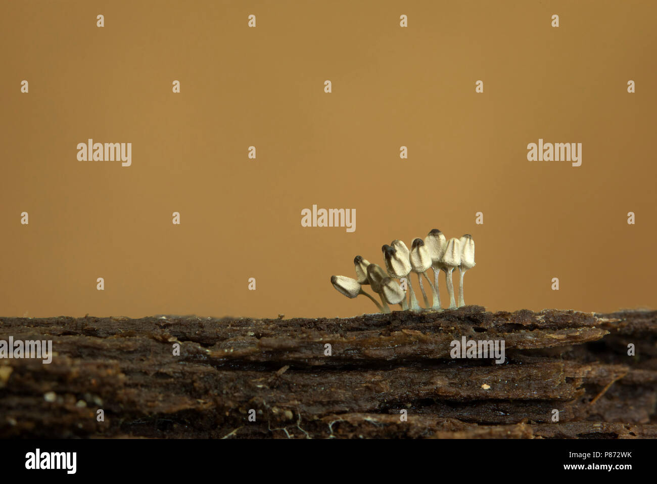 Asgrauw netwatje, afgeremd in de groei waardoor deze twee kleur ontstaat; Arcyria cinerea interrotta nel mezzo di formatura, questo spiega i due colo Foto Stock