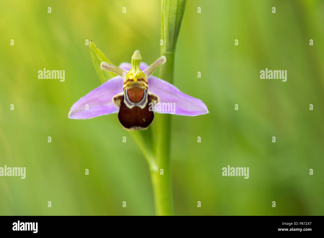 Bijenorchis rodelijst; Bee orchid red lised; Foto Stock
