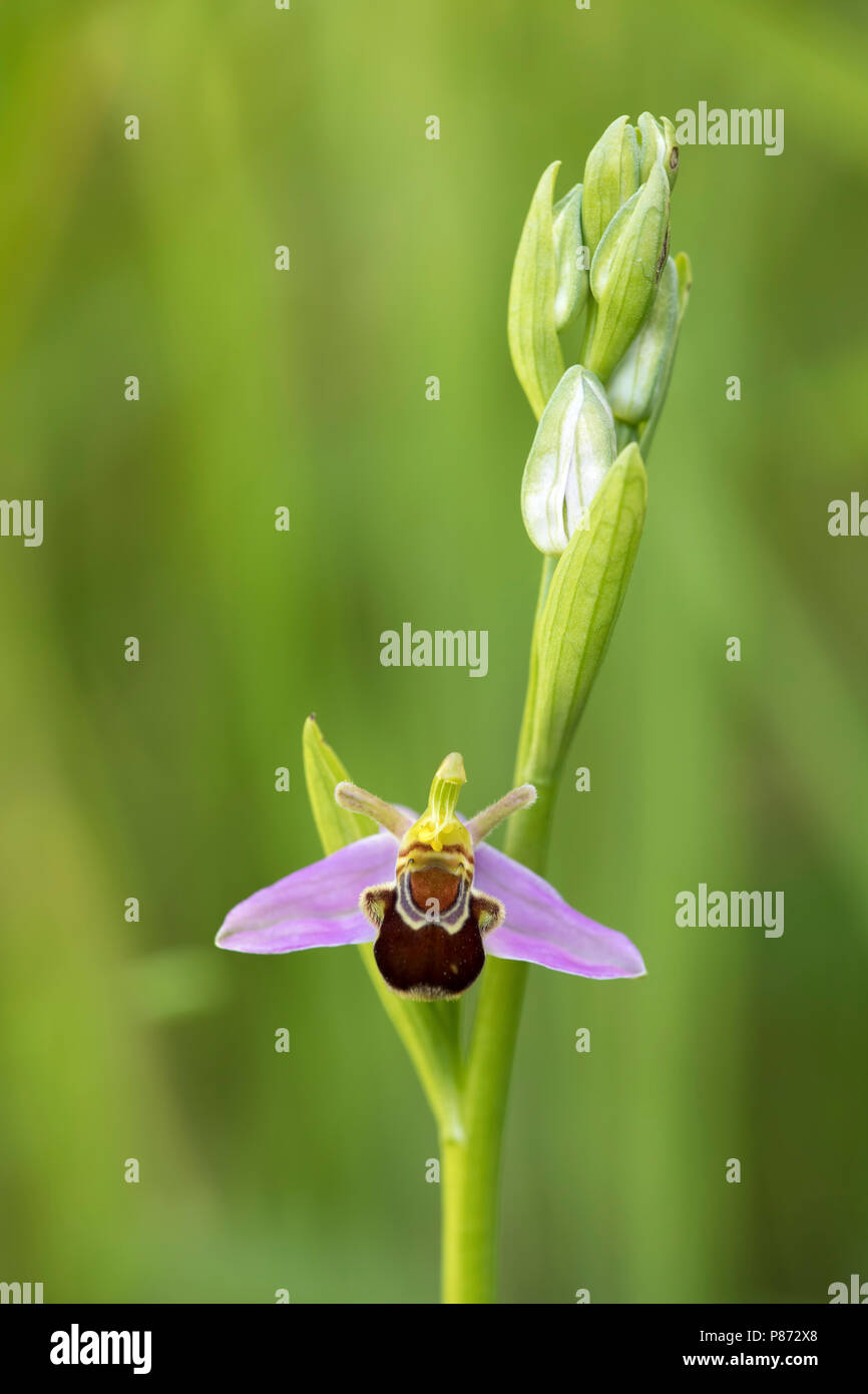 Bijenorchis rodelijst; Bee orchid red lised; Foto Stock