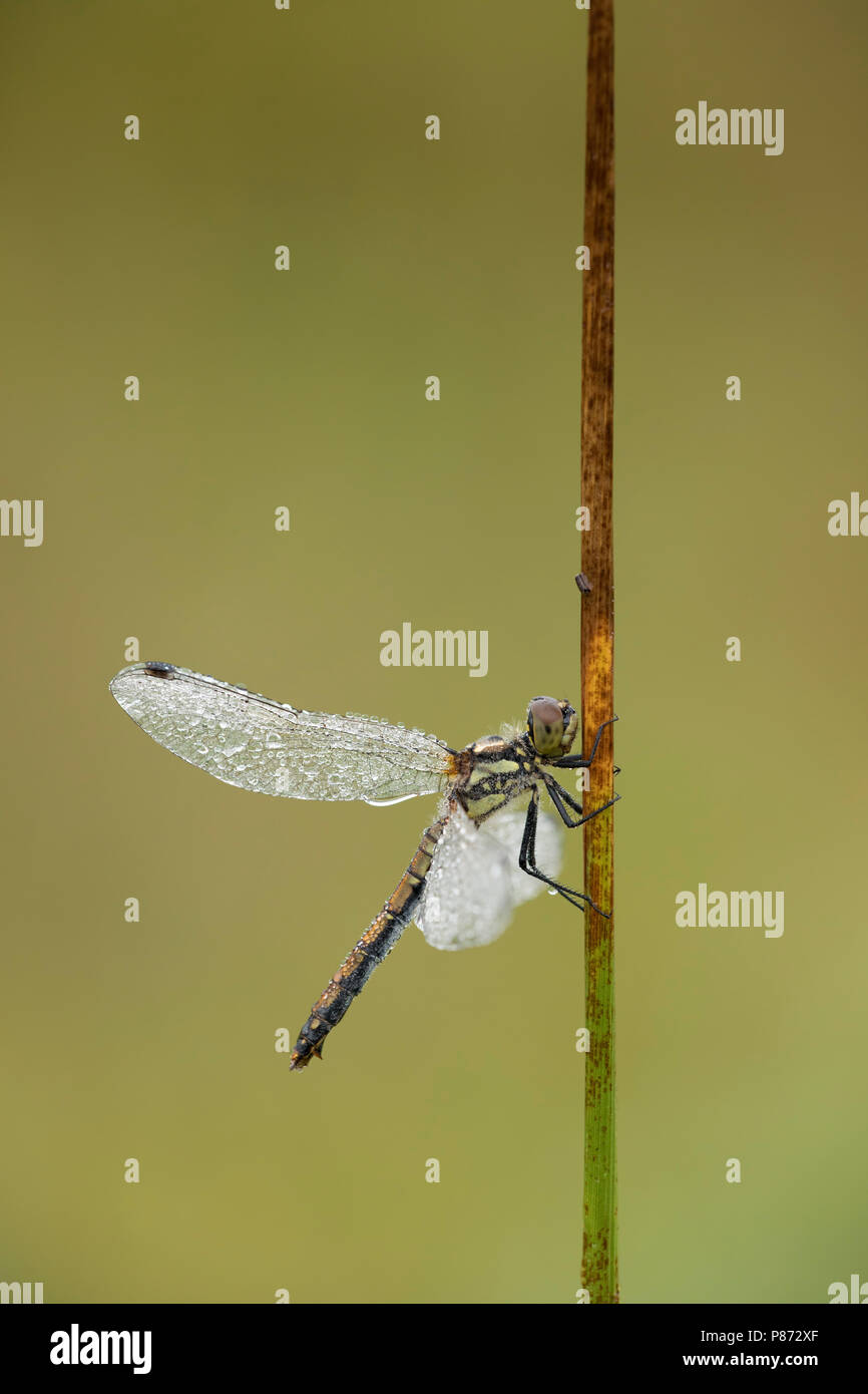 Zwarte heidelibel; Nero darter; Foto Stock