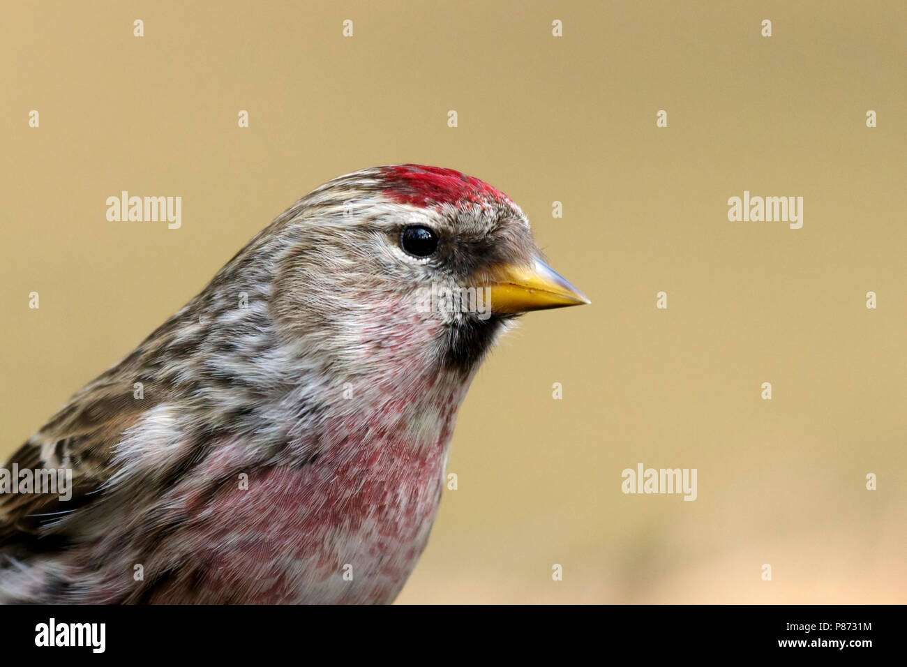 Grote barmsijs; farinoso Redpoll, Foto Stock