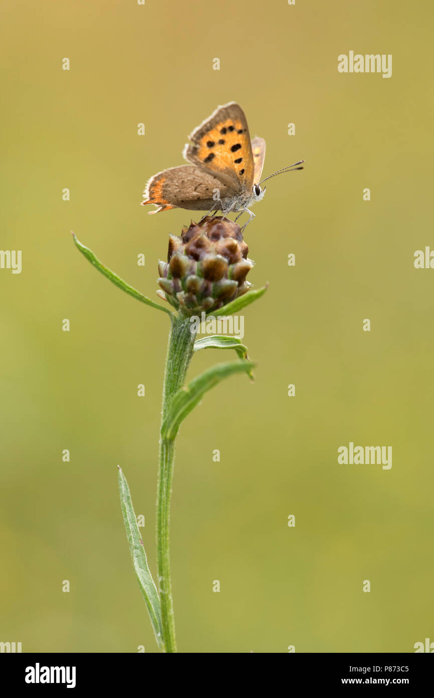 Kleine vuurvlinder, rame di piccole dimensioni Foto Stock