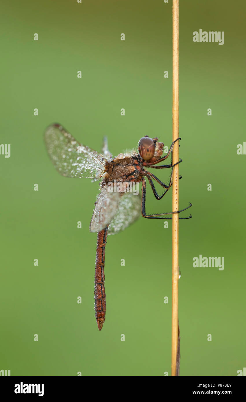 Steenrode heidelibel; Vagrant darter; Foto Stock