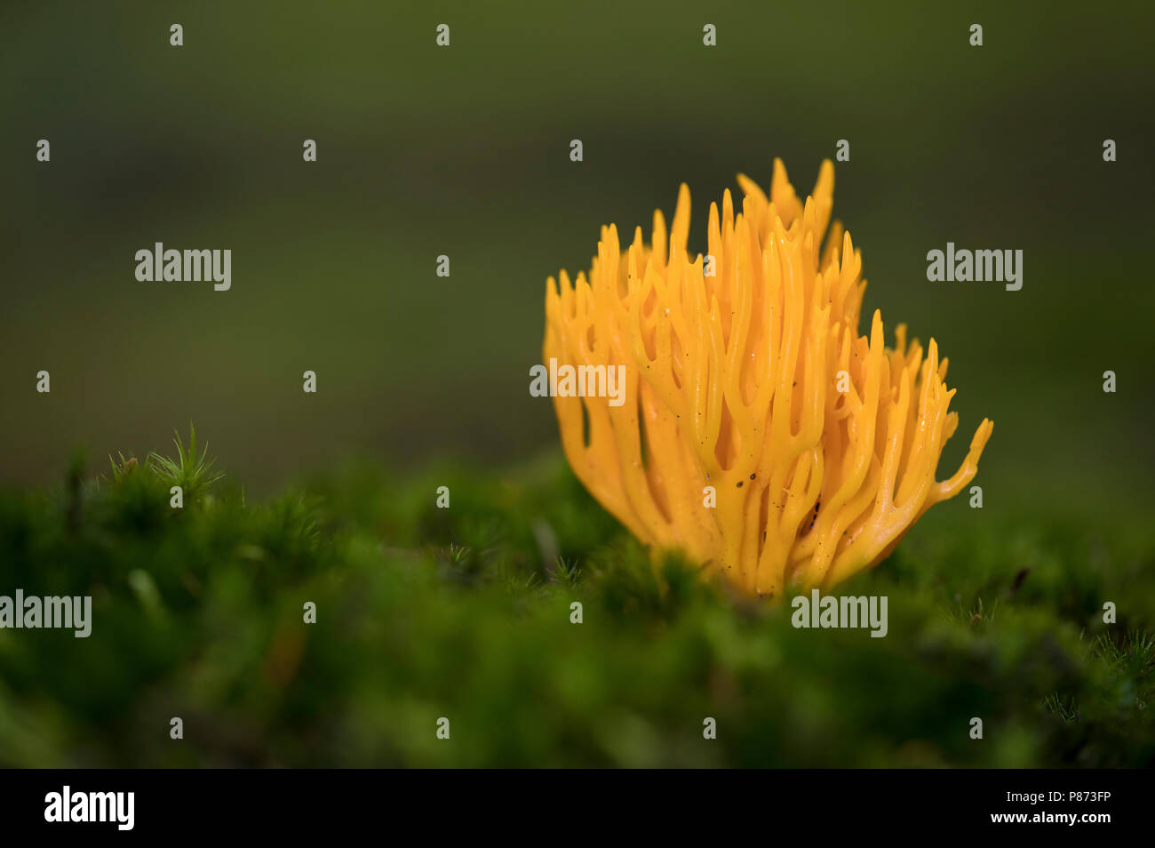 Kleverig koraalzwammetje; Giallo staghorn fungo; Foto Stock