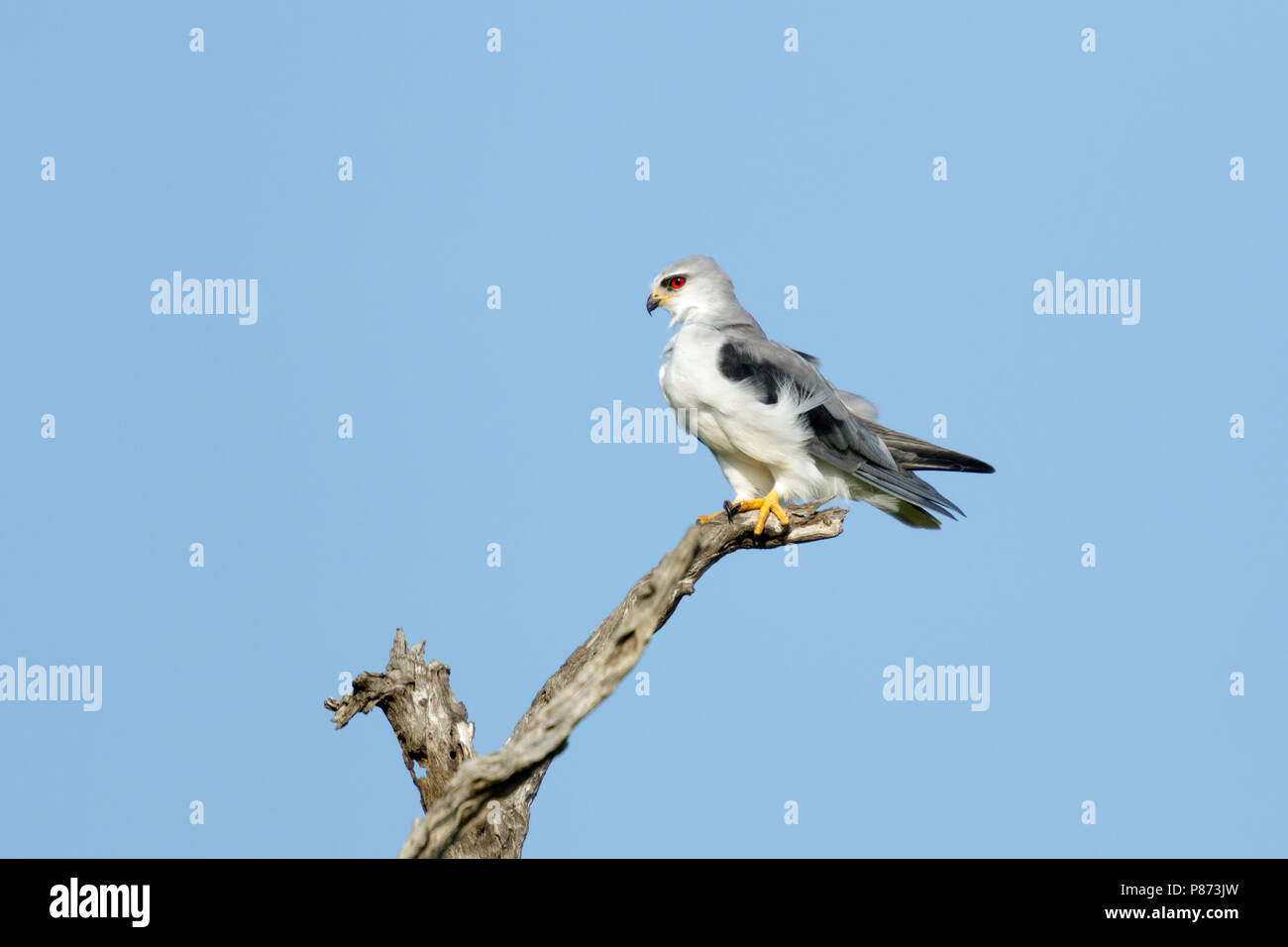 Grijze Wouw zittend nel braccio; Black-winged Kite seduta sul ramo, Foto Stock