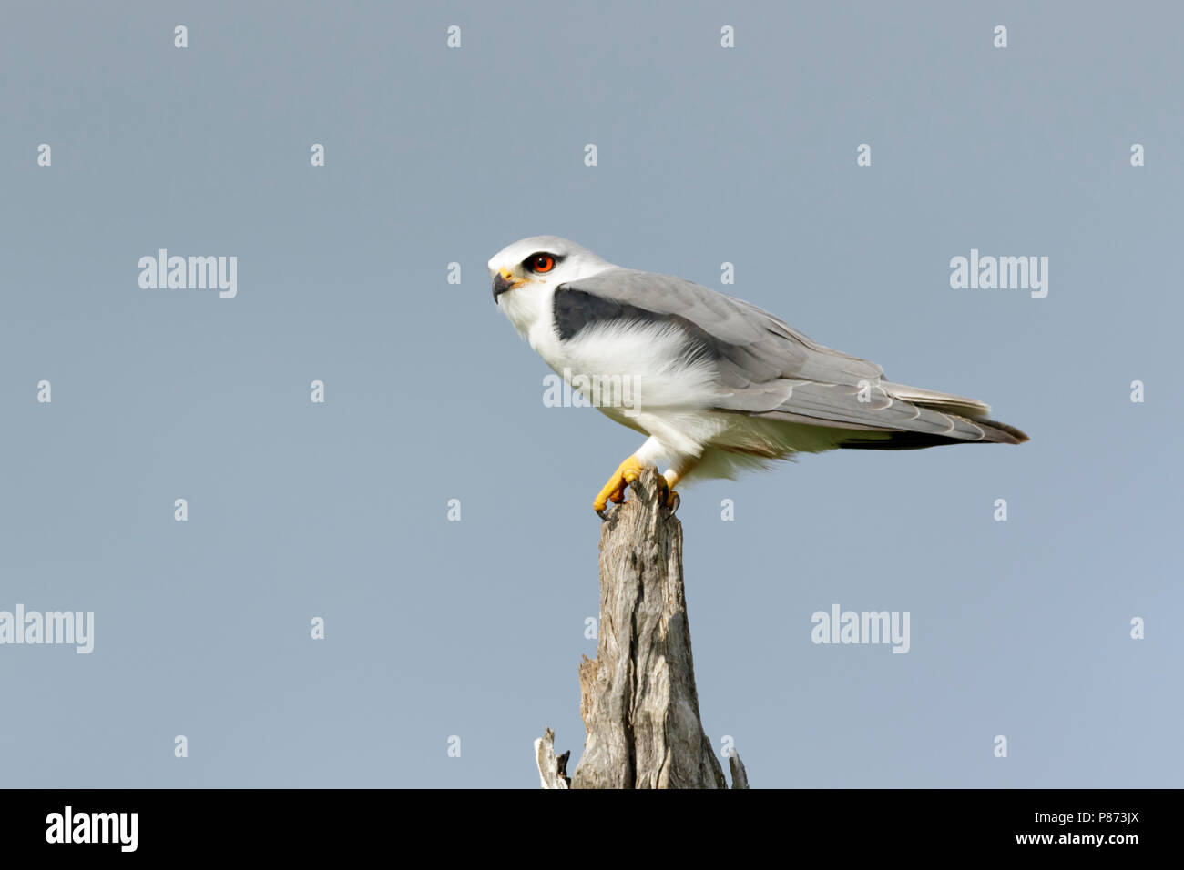 Grijze Wouw zittend nel braccio; Black-winged Kite seduto su albero, Foto Stock