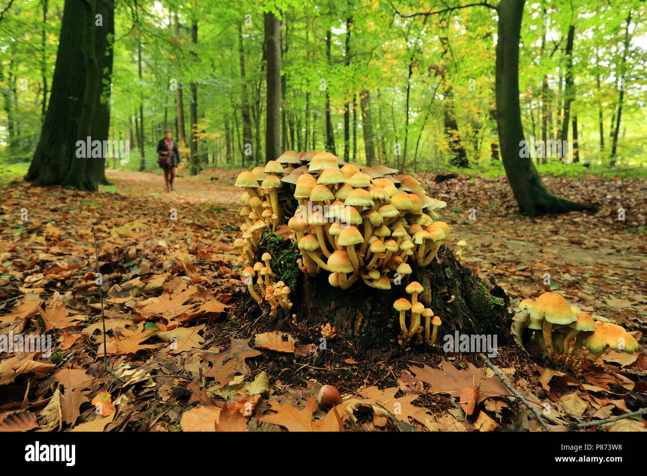 Natura immagine stock dai Paesi Bassi Foto Stock