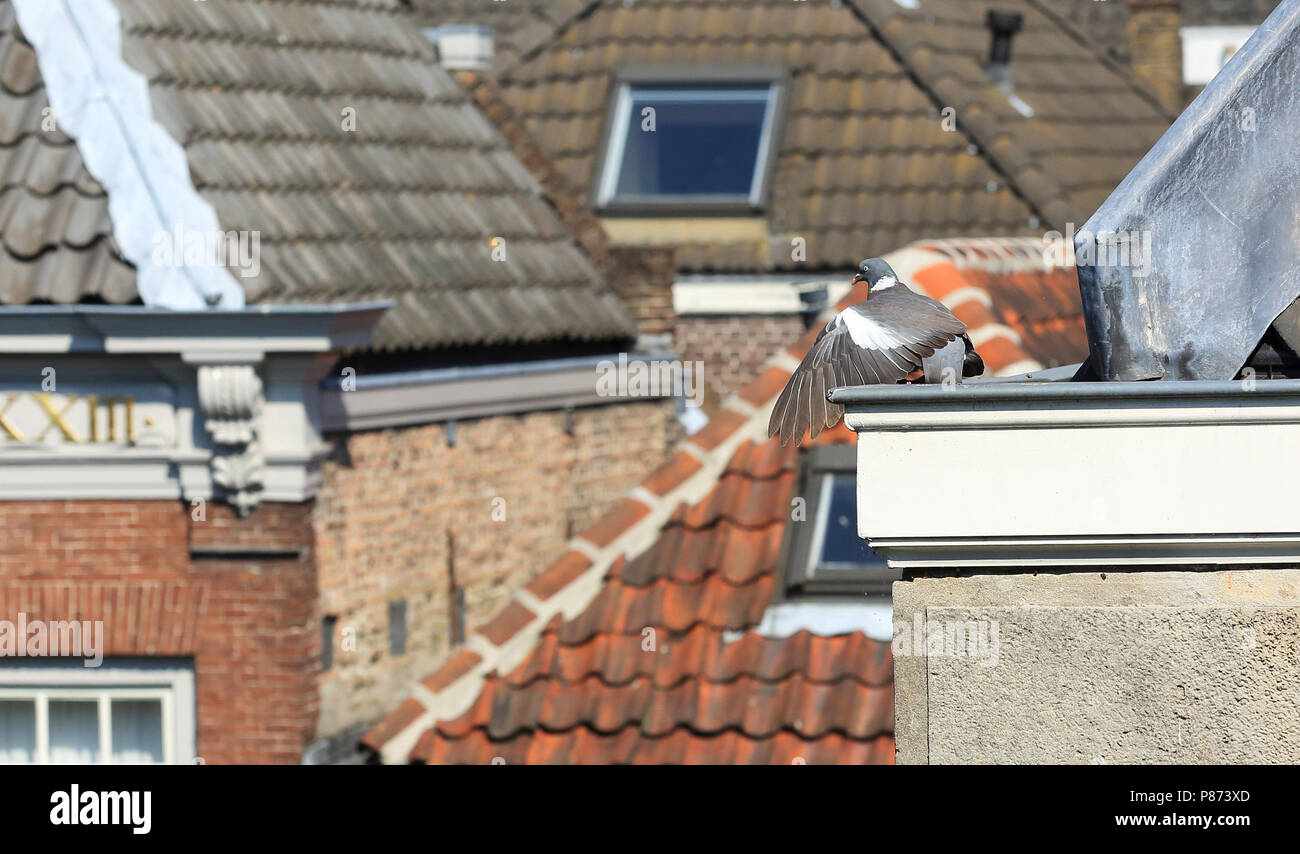 Een zonnende houtduif. Foto Stock