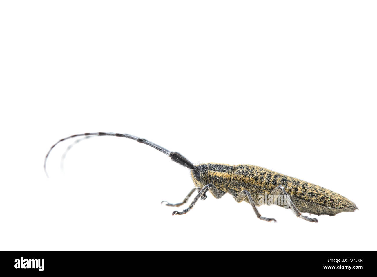 Golden-fiorì grigio longhorn beetle, Gewone distelboktor Foto Stock