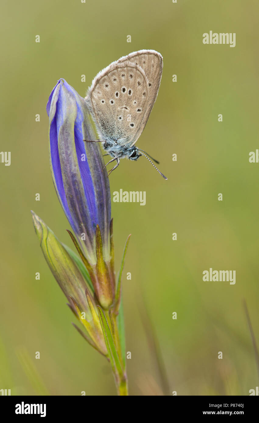Gentiaanblauwtje op klokjesgentiaan / Alcon blu su Marsh Genziana Foto Stock