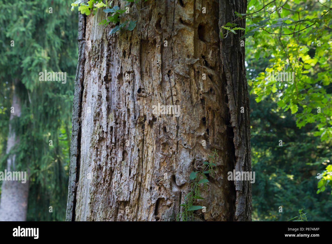 Cerambyx cerdo - Grande Capricorno Beetle - Großer Eichenheldbock, Germania, albero con fori Foto Stock