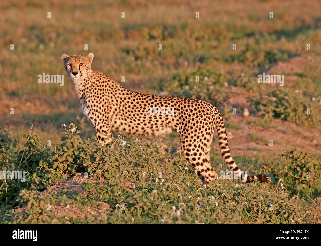 Cheetah, Acinonyx jubatus su Savannah pianure della Tanzania. Foto Stock