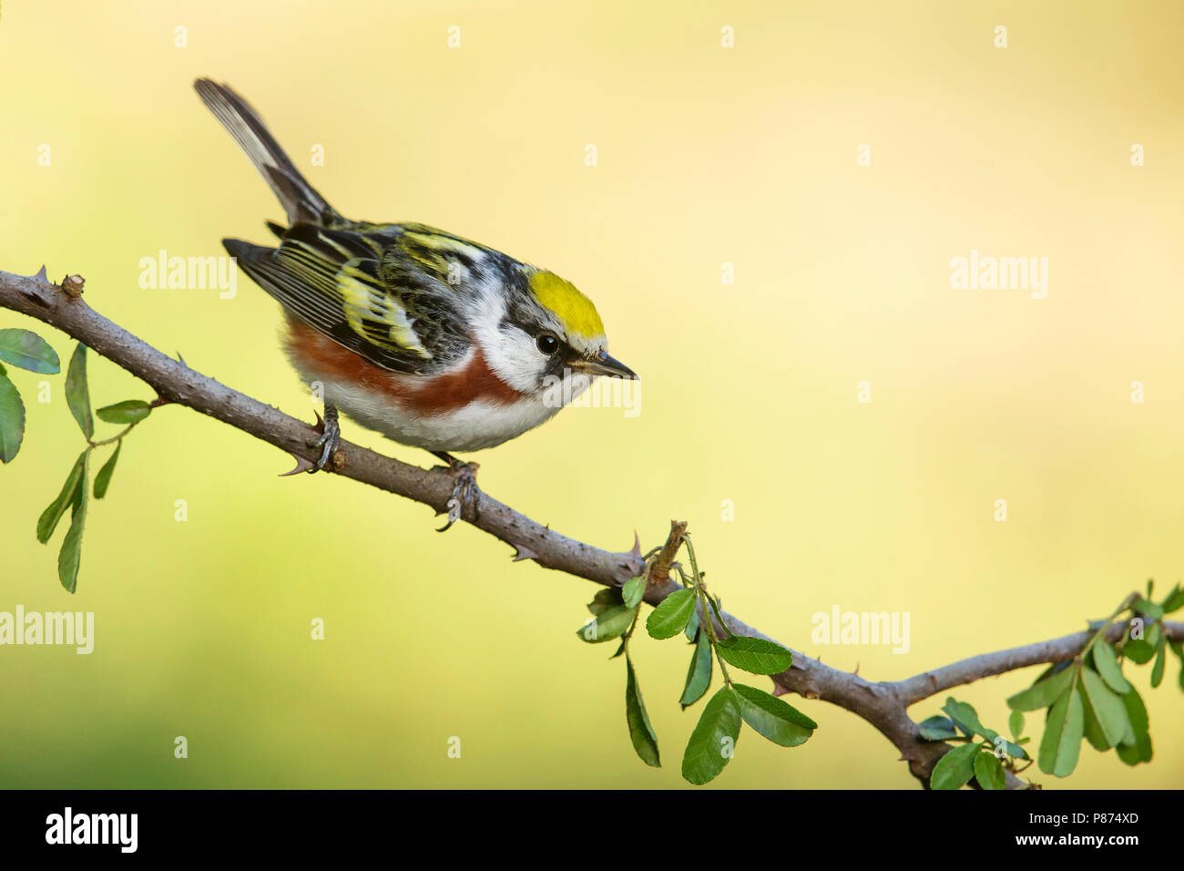 Maschio adulto Galveston Co., TX Aprile 2014 Foto Stock