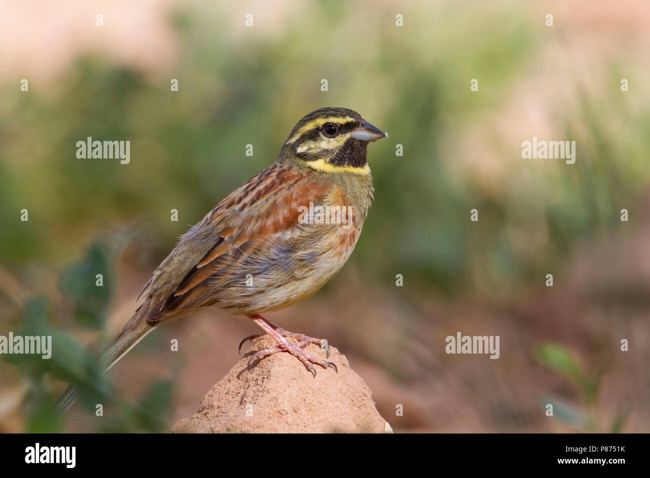 Cirl Bunting - Zaunammer - emberiza cirlus, Marocco, maschio adulto Foto Stock