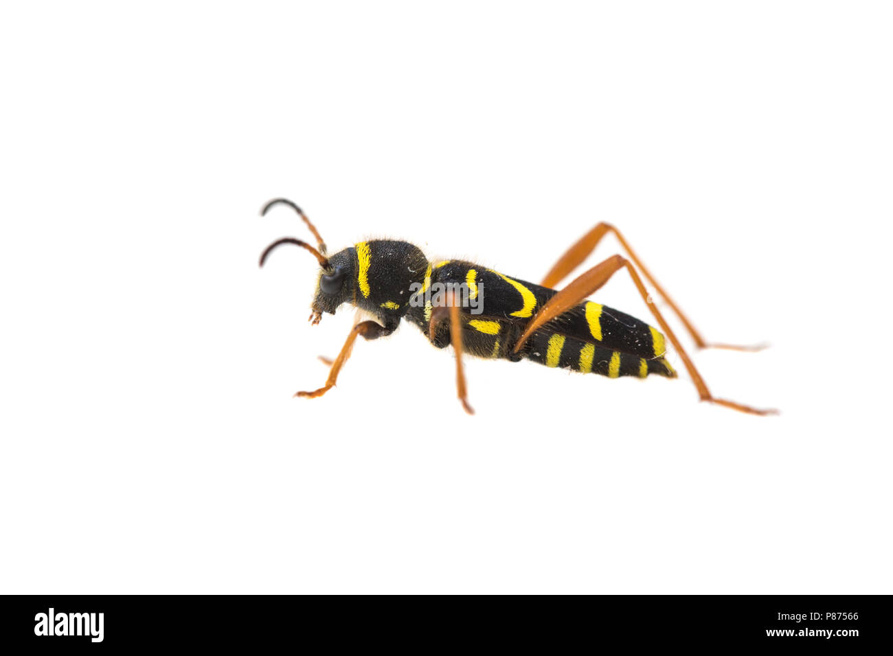Wasp beetle, Kleine wespenboktor Foto Stock