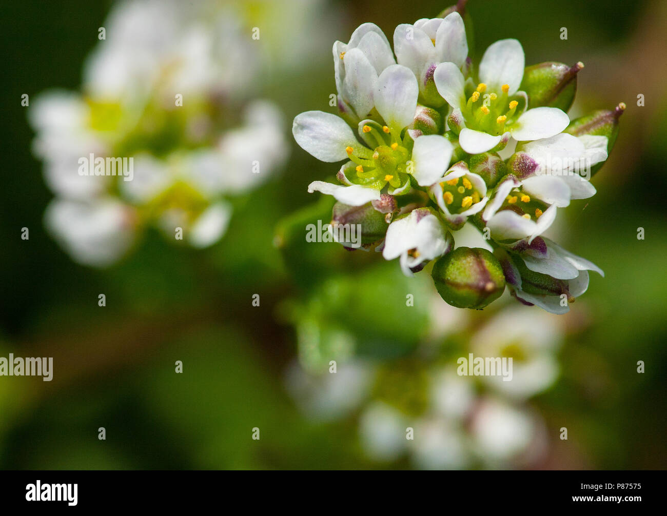 Dettaglio van Deens lepelblad; cClose fino ofEarly Scurvygrass Foto Stock