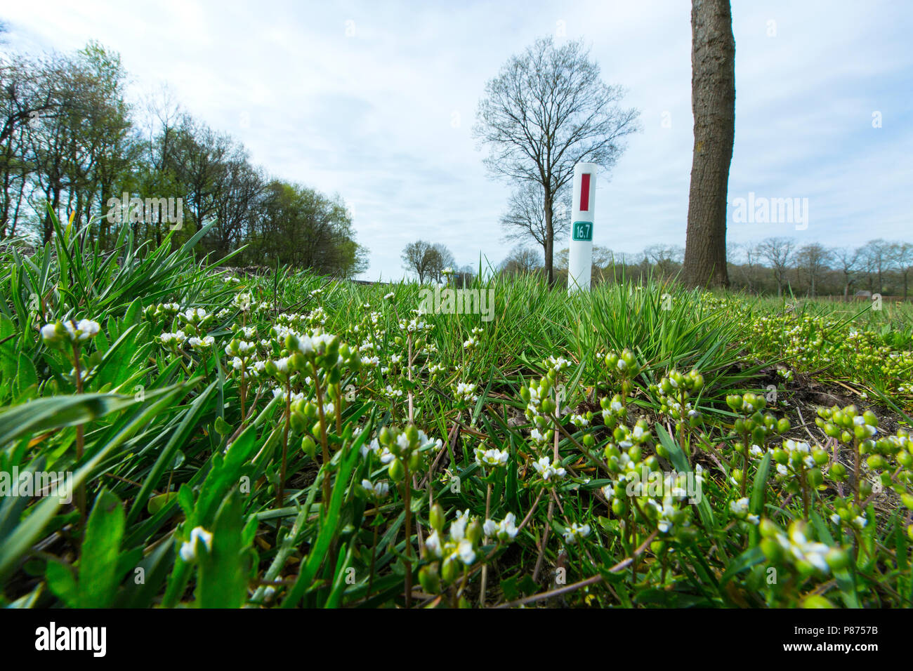 Deens lepelblad in de wegberm, inizio Scurvygrass su strada Foto Stock