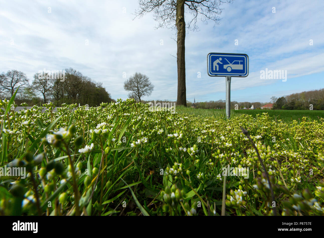 Deens lepelblad in de wegberm, inizio Scurvygrass su strada Foto Stock