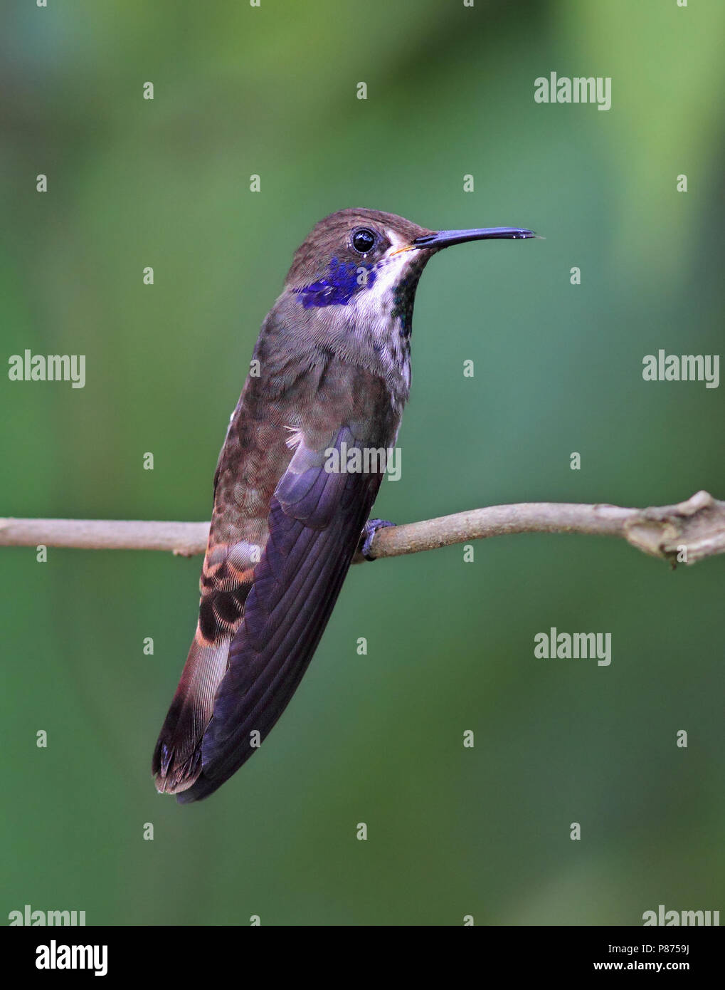 Viola marrone-ear, Colibri delphinae Foto Stock