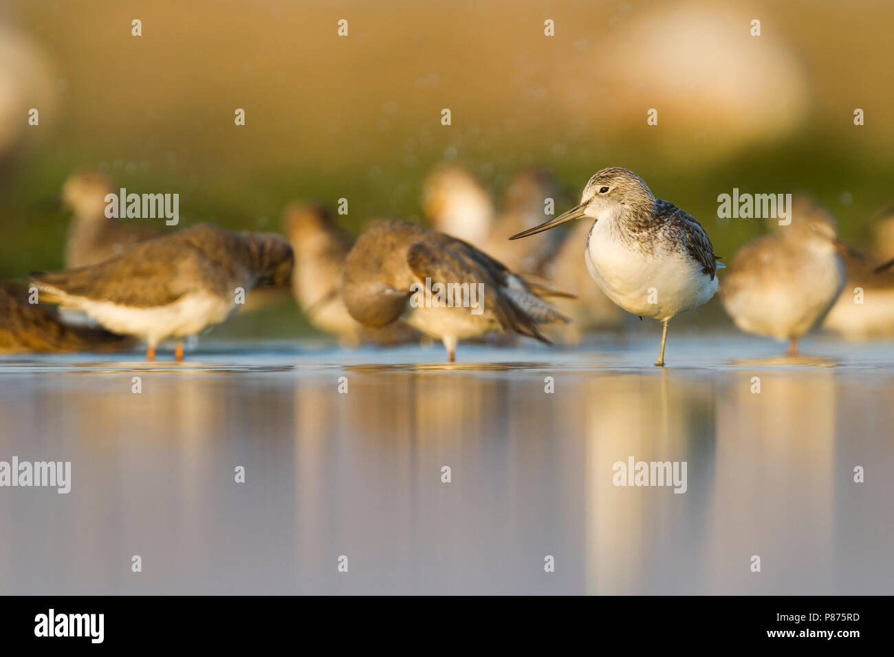 Greenshank comune - Grünschenkel - Tringa nebularia, Oman con comuni Redshank Foto Stock