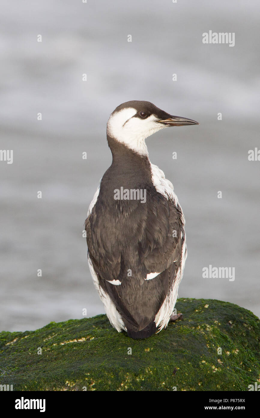 Comune di Guillemot adulto inverno spiaggiata; Zeekoet volwassen winterkleed gestrand Foto Stock