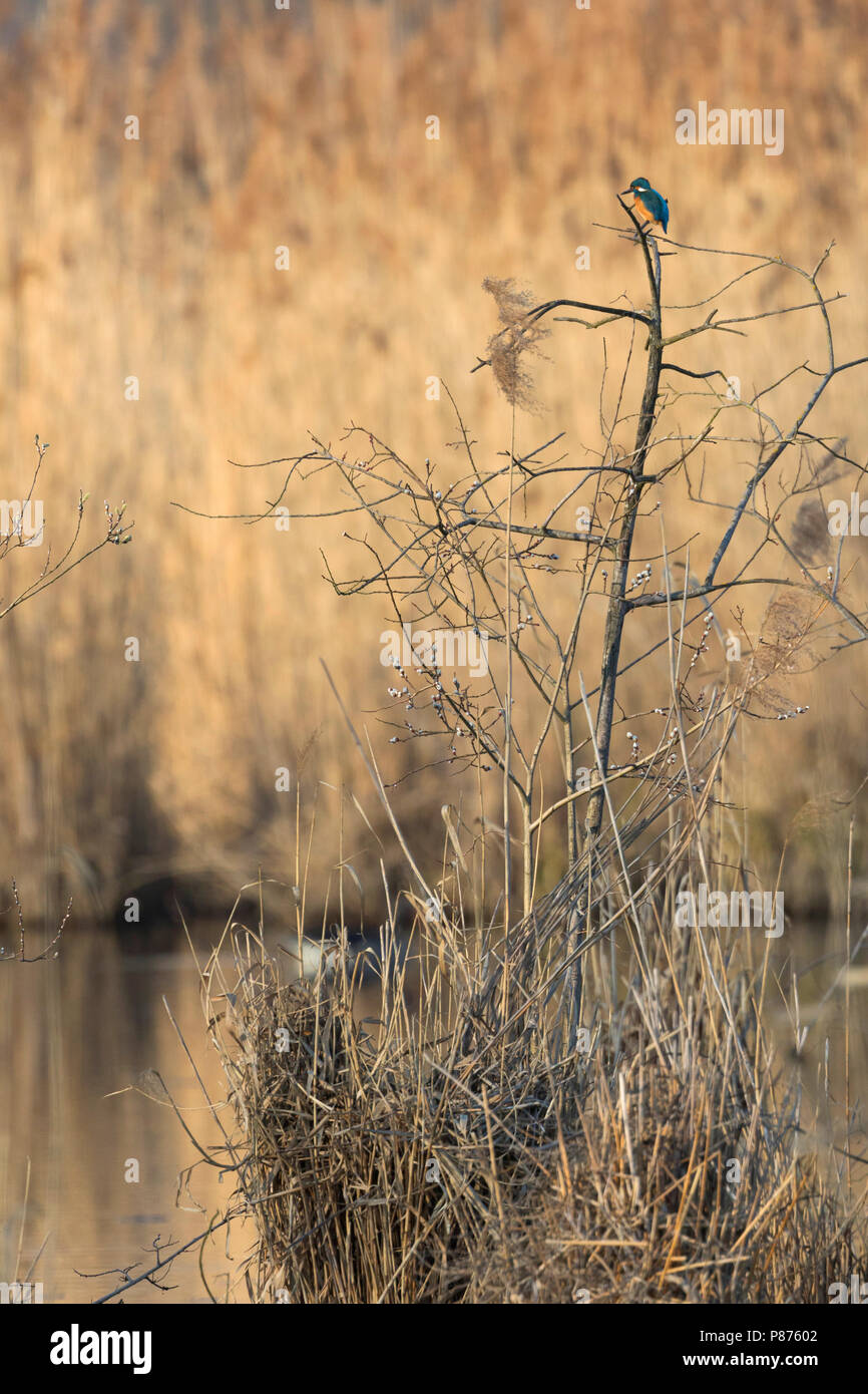 Comune - Kingfisher Eisvogel - Alcedo atthis ssp. atthis, maschio adulto Foto Stock