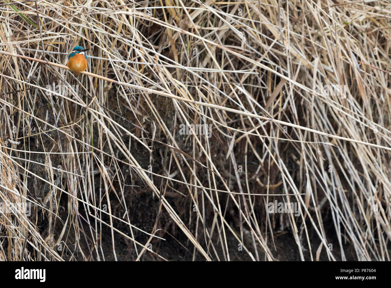 Comune - Kingfisher Eisvogel - Alcedo atthis Foto Stock