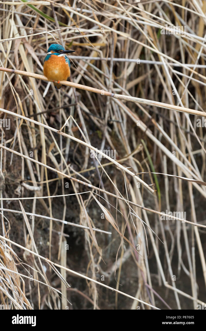 Comune - Kingfisher Eisvogel - Alcedo atthis Foto Stock