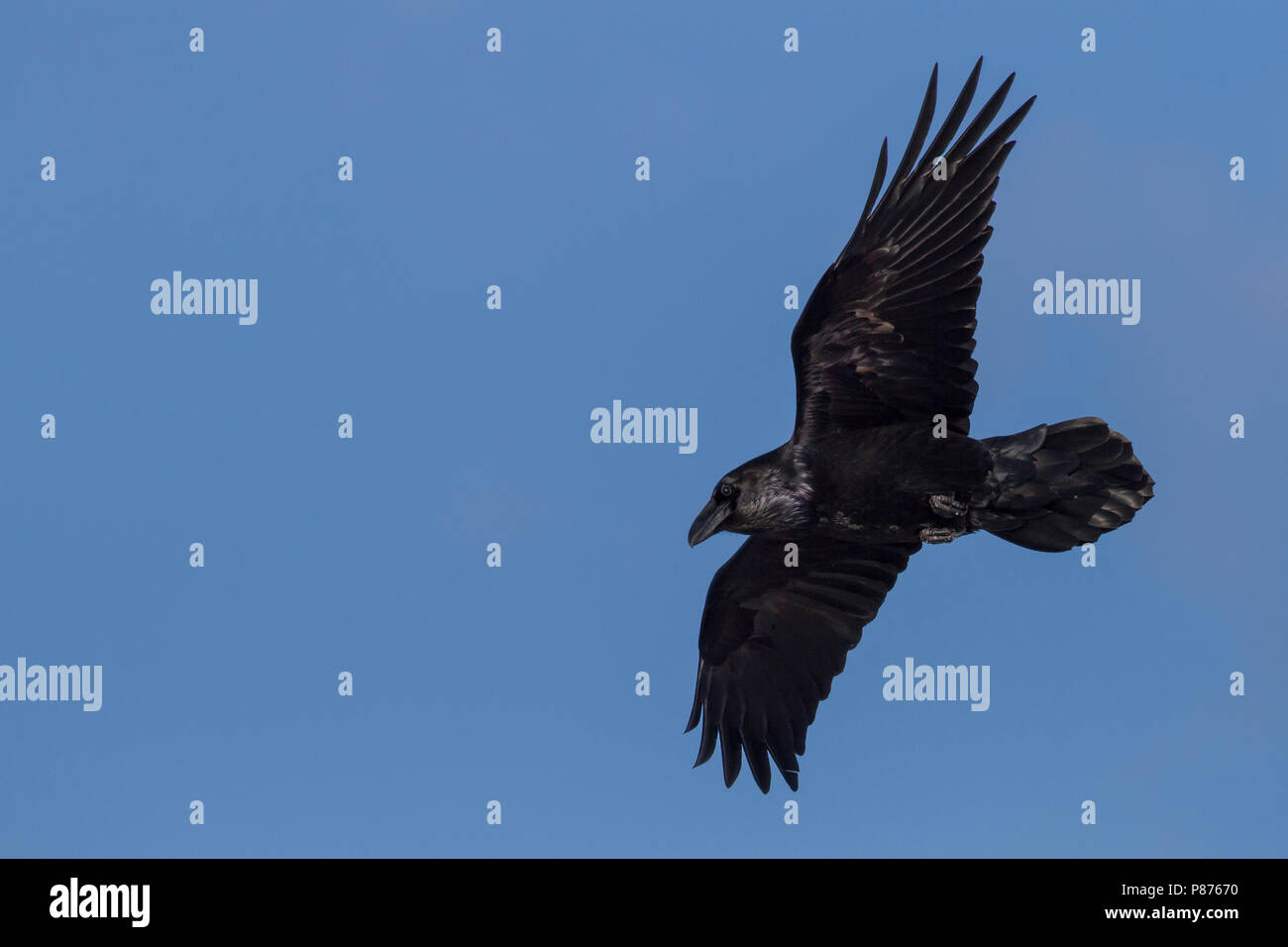 Raven comune, Raaf, Corvus corax ssp. corax, Norvegia Foto Stock