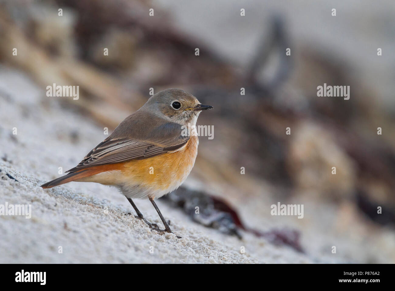 Redstart comune - Gartenrotschwanz - Phoenicurus phoenicurus ssp. phoenicurus, Germania, maschio Foto Stock