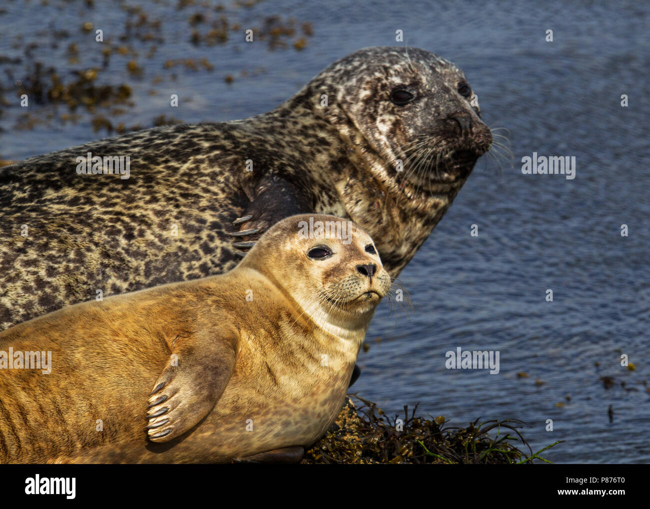 Gewone Zeehond, guarnizione comune, Phoca vitulina Foto Stock