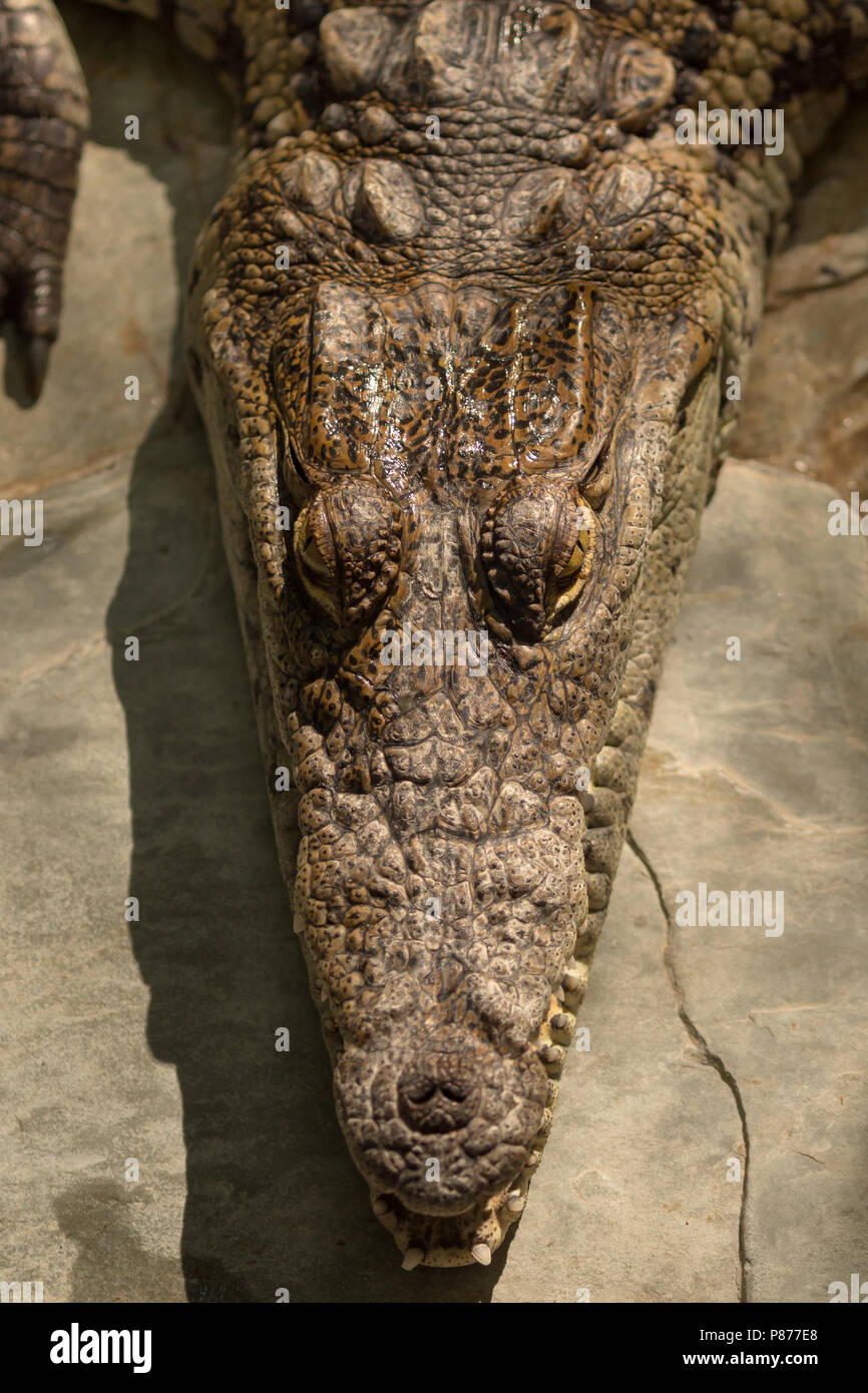Testa di coccodrillo closeup. Questi rettili sono liberati da illegale di proprietari di animali domestici in Messico. Le loro potenti mascelle e denti rinnovabili sono bellissimi esempi o Foto Stock